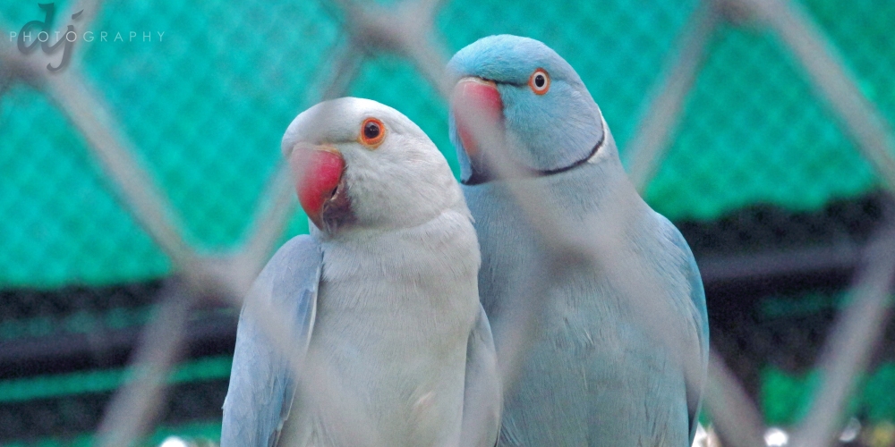 Love behind the BARS